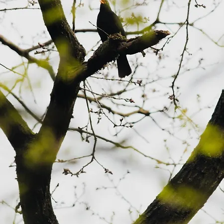 Chalet De Maanvaren Hattemerbroek