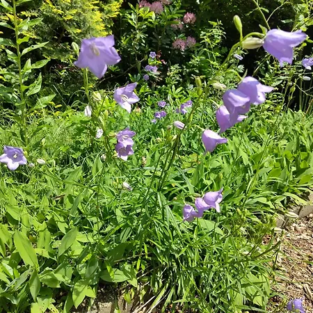 בקתה De Maanvaren *