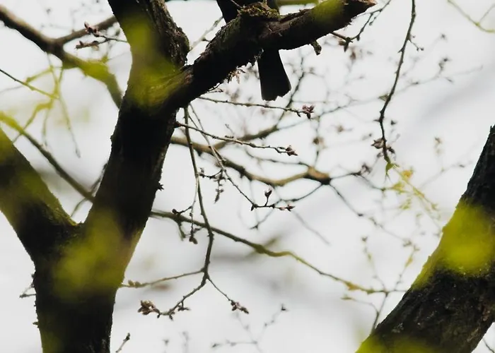 Alpstuga De Maanvaren Hattemerbroek