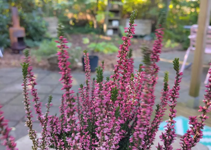 Alpstuga De Maanvaren Hattemerbroek