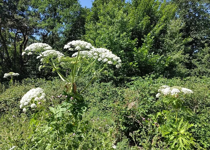Alpstuga De Maanvaren *